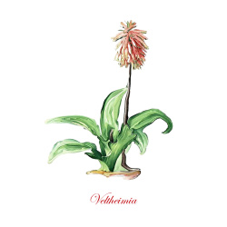 &quot;Veltheimia Capensis&quot;  Contemporary Botanical Art Print - Free Shipping