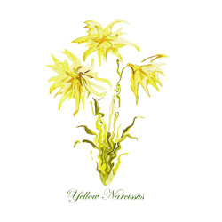 &quot;Yellow Narcissus&quot; Contemporary Botanical Art Print - Free Shipping