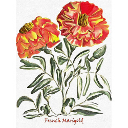 &quot;French Marigold&quot; Contemporary Botanical Art Print - Free Shipping