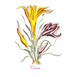 &quot;Crocus&quot; Contemporary Botanical Art Print - Free Shipping