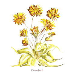 &quot;Crowfoot&quot; Contemporary Botanical Art Print - Free Shipping