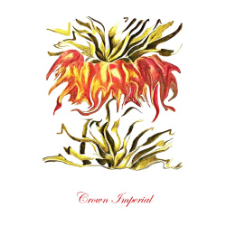 &quot;Crown Imperial&quot; Contemporary Botanical Art Print - Free Shipping