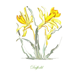 &quot;Daffodil&quot; Contemporary Botanical Art Print - Free Shipping