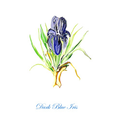 &quot;Dark Blue Iris&quot; Contemporary Botanical Art Print - Free Shipping