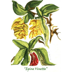 &quot;Epine Vinette&quot; Contemporary Botanical Art Print - Free Shipping