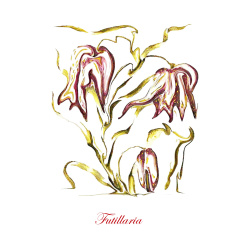 &quot;Futillaria&quot; Contemporary Botanical Art Print - Free Shipping