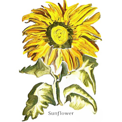 &quot;Sunflower&quot; Contemporary Botanical Art Print - Free Shipping