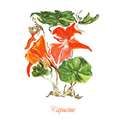 &quot;Capucine&quot; Contemporary Botanical Art Print - Free Shipping