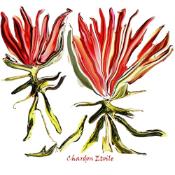 &quot;Chardon Etoile&quot; Contemporary Botanical Art Print - Free Shipping