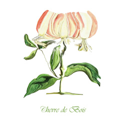 &quot;Chevre de Bois&quot; Contemporary Botanical Art Print - Free Shipping