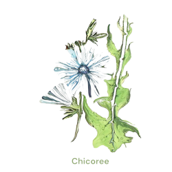 &quot;Chicoree&quot; Contemporary Botanical Art Print - Free Shipping