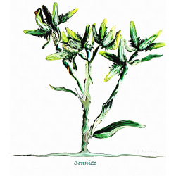 &quot;Connize&quot; Contemporary Botanical Art Print - Free Shipping