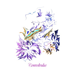 &quot;Convolvuvous&quot; Contemporary Botanical Art Print - Free Shipping