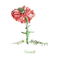 &quot;Coronelle&quot; Contemporary Botanical Art Print - Free Shipping