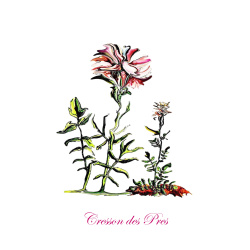 &quot;Cresson des Pres&quot; Contemporary Botanical Art Print - Free Shipping