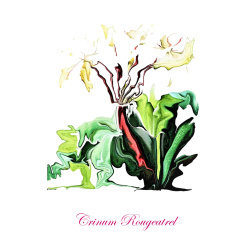 &quot;Crinum Rougeatrel&quot; Contemporary Botanical Art Print - Free Shipping