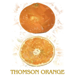 &quot;Thomson Orange&quot; Contemporary Fruit Print - Free Shipping