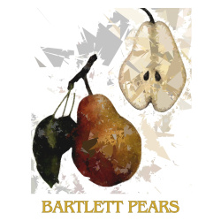 &quot;Bartlett Pears&quot; Contemporary Fruit Print - Free Shipping