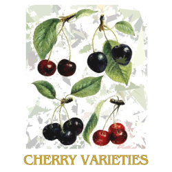 &quot;Cherry Varieties&quot; Contemporary Fruit Print  - Free Shipping