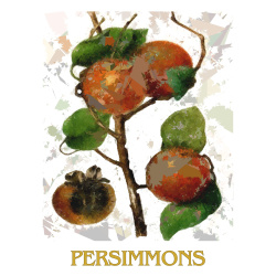 &quot;Persimmons&quot; Contemporary Fruit Print - Free Shipping