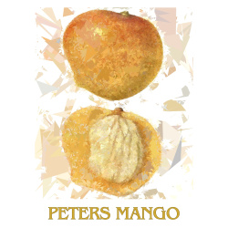 &quot;Peters Mango&quot; Contemporary Fruit Print - Free Shipping