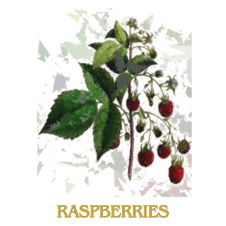 &quot;Raspberries&quot; Contemporary Fruit Print - Free Shipping