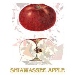 &quot;Shiawassee Apple&quot; Contemporary Fruit Print - Free Shipping