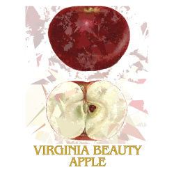 &quot;Virginia Beauty Apple&quot; Contemporary Fruit Print