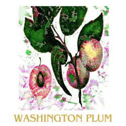 &quot;Washington Plum&quot; Contemporary Fruit Print - Free Shipping