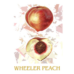 &quot;Wheeler Peach&quot; Contemporary Fruit Print - Free Shipping