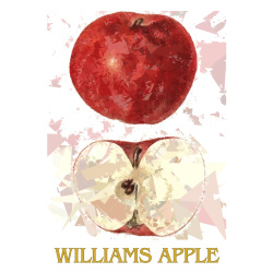 &quot;Williams Apple&quot; Contemporary Fruit Print - Free Shipping