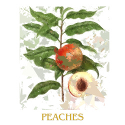 &quot;Peach &amp; Nectarine Series&quot; (4 Prints: 2 Peach &amp; 2 Nectarine) Contemporary Fruit Prints - Free Shipping