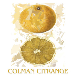 &quot;Colman Citrange&quot; Contemporary Fruit Print - Free Shipping