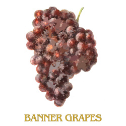 &quot;Grape Series&quot; (4 Prints: Banner, White, Concord, Panariti( Contemporary Fruit Prints - Free Shipping                           &amp; Panariti)