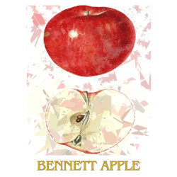 &quot;Apple Series I&quot; (4 Prints: Bennett, Carson, Ingram &amp; Terry) - Free Shipping