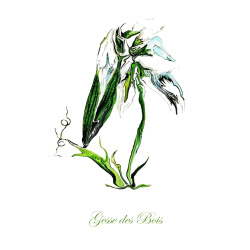 &quot;Gesse des Bois&quot; Contemporary Botanical Art Print - Free Shipping