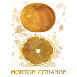 &quot;Morton Citrange&quot; Contemporary Fruit Print - Free Shipping