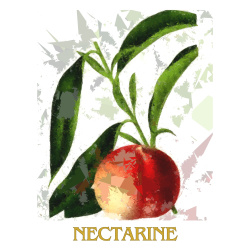 &quot;Nectarine&quot; Contemporary Fruit Print - Free Shipping