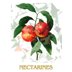 &quot;Nectarines&quot; Contemporary Fruit Prints - Free Shipping