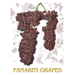 &quot;Panariti Grapes&quot; Contemporary Fruit Print - Free Shipping