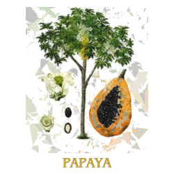 &quot;Papaya&quot; Contemporary Fruit Print - Free Shipping