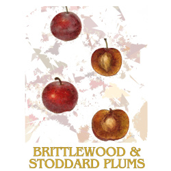 &quot;Brittlewood &amp; Stoddard Plums&quot; Contemporary Fruit Print - Free Shipping