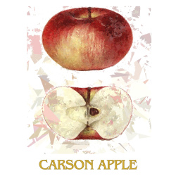 &quot;Carson Apple&quot; Contemporary Fruit Print - Free Shipping