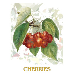 &quot;Cherries on a Branch&quot; Contemporary Fruit Print - Free Shipping