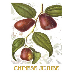 &quot;Chinese Jujube&quot; Contemporary Fruit Print - Free Shipping