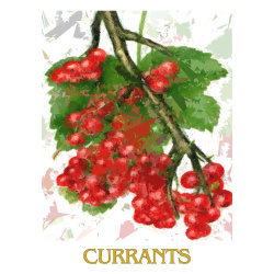 &quot;Currants&quot; Contemporary Fruit Print - Free Shipping