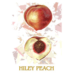 &quot;Hiley Peach&quot; Contemporary Fruit Print - Free Shipping