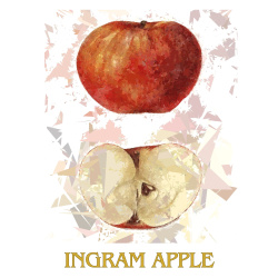 &quot;Ingram Apple&quot; Contemporary Fruit Print - Free Shipping