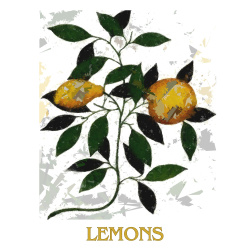 &quot;Lemons&quot; Contemporary Fruit Print