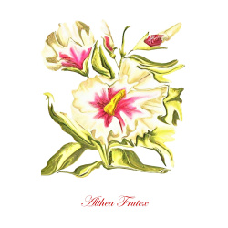 &quot;Althea Frutex&quot; Contemporary Botanical Art Print - Free Shipping